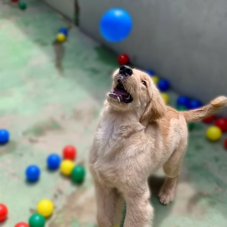 Pet sendo cuidado na PetLovers